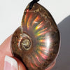 Ammonites: The Ancient Sea Creatures That Inspire Jewelry