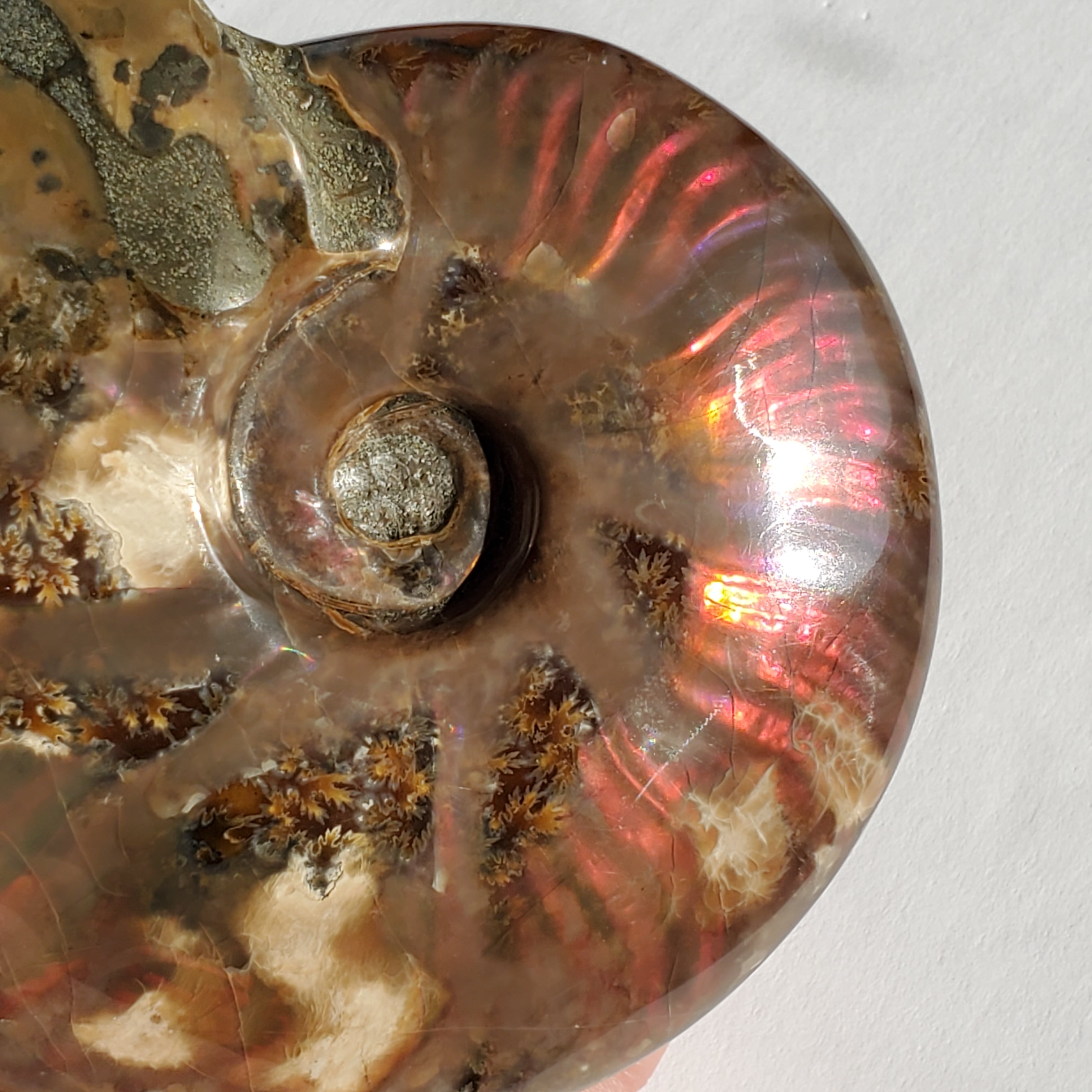 Ammonite Fossil with red orange flashes LARGE