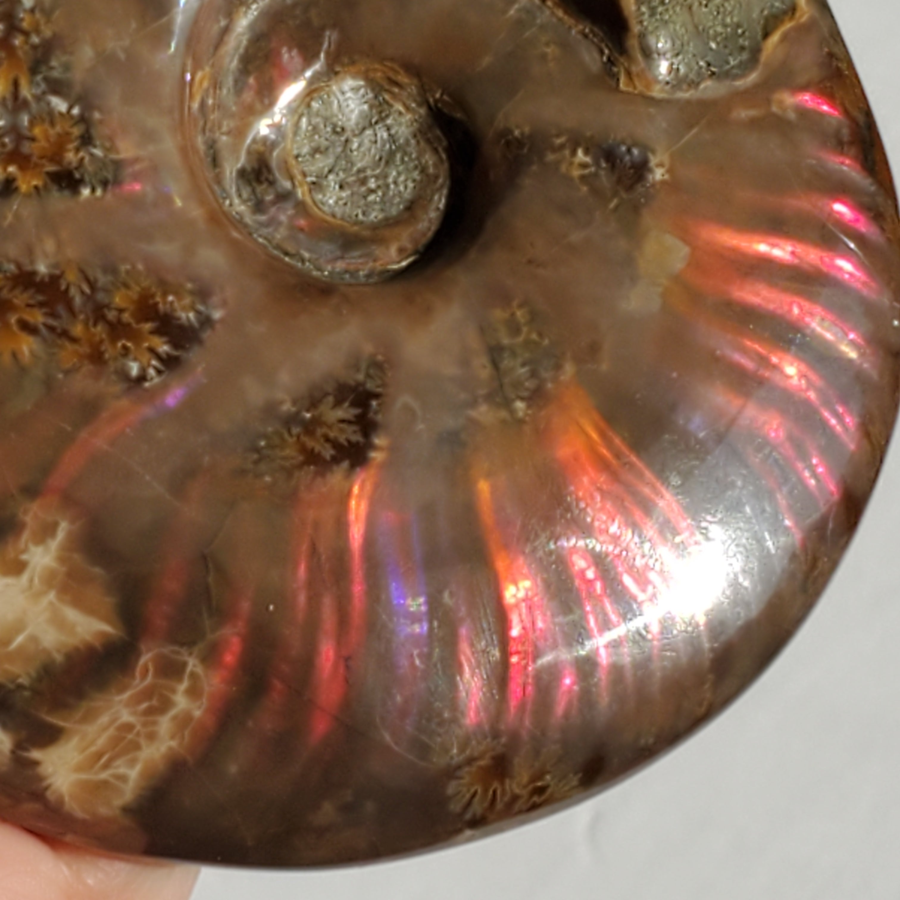Large Ammonite Fossil with red orange flashes