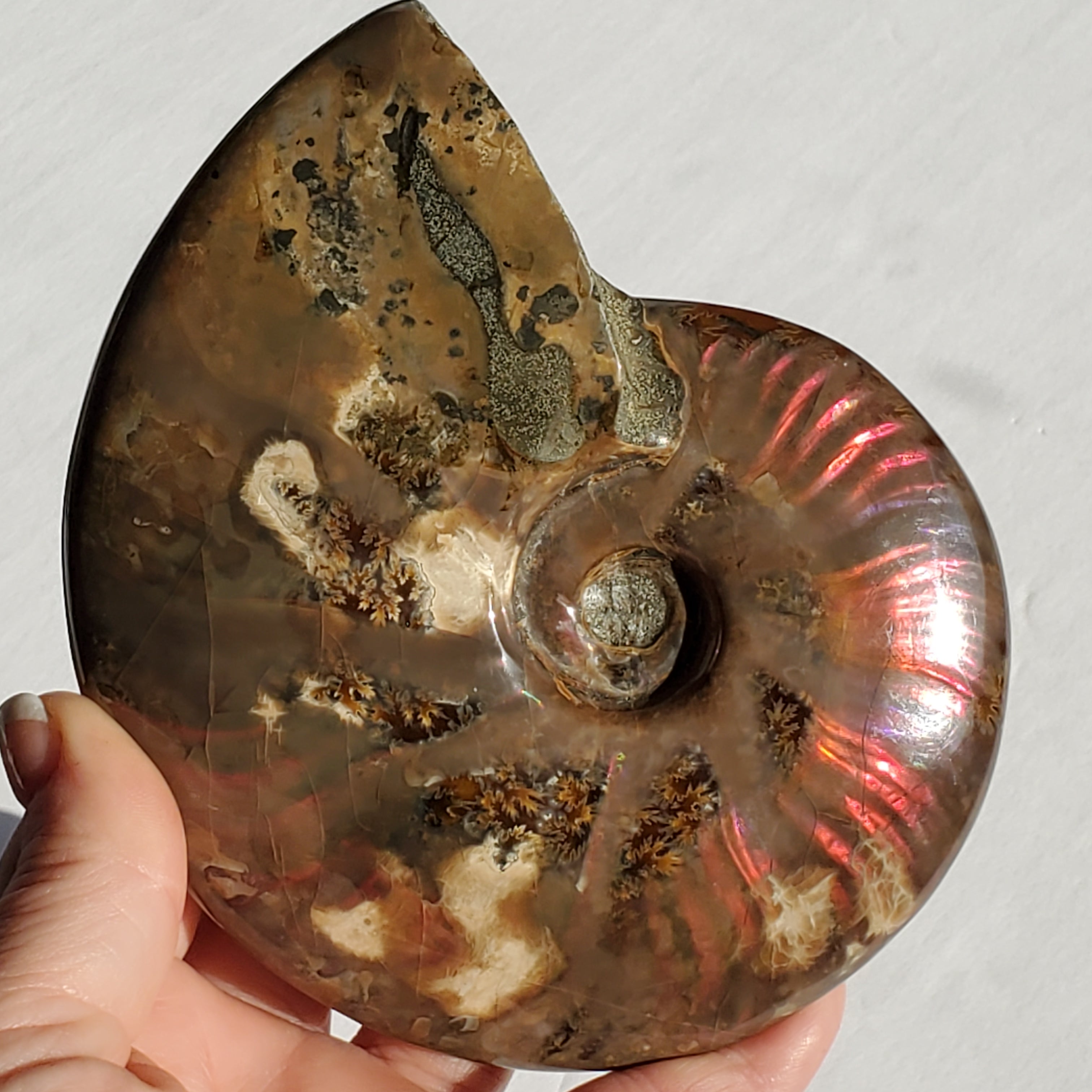Large Ammonite Fossil with red orange flashes