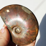 Ammonite fossil with red and orange flashes