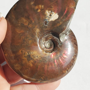Ammonite fossil with red and orange flashes