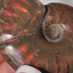 Flashy Ammonite necklace with moonstone bead - adjustable
