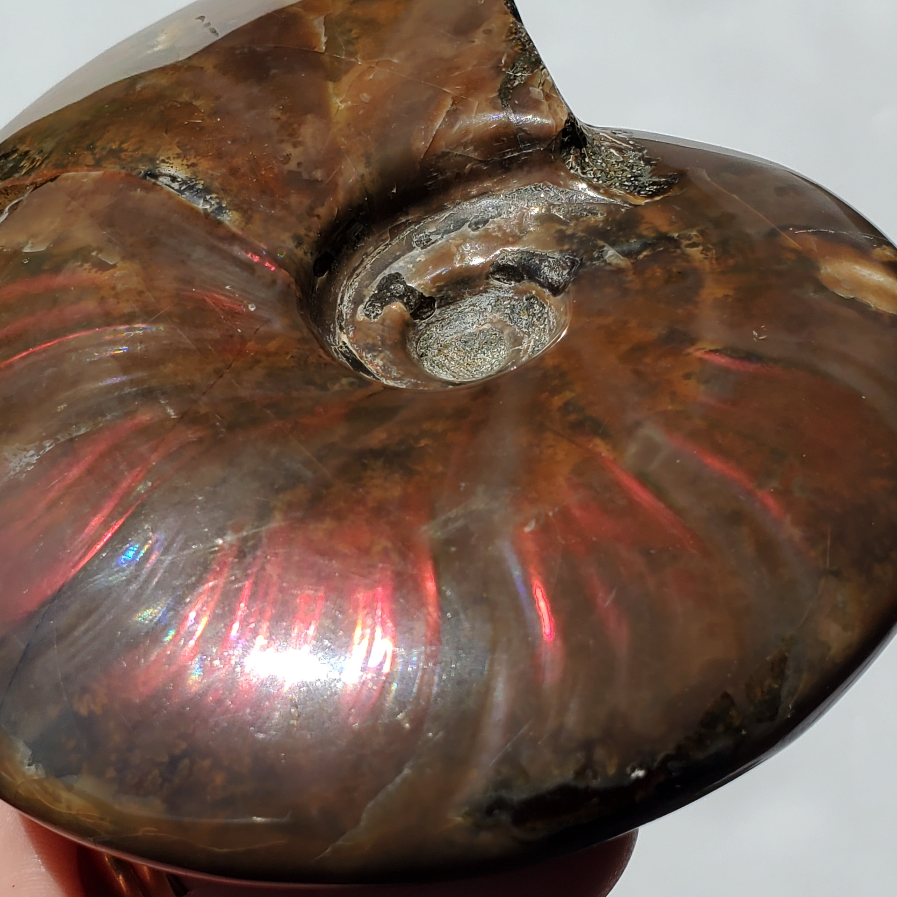 Flashy Red Ammonite with rainbow colors