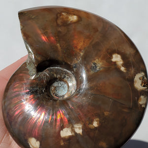 Flashy Red Ammonite with rainbow colors