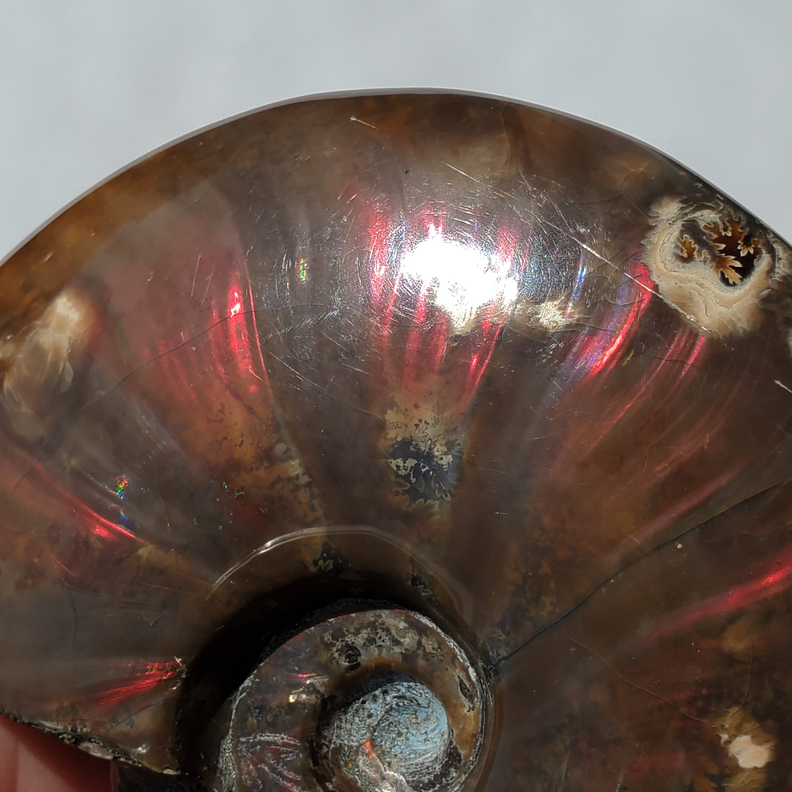 Flashy Red Ammonite with rainbow colors