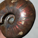 Flashy Red Ammonite with rainbow colors