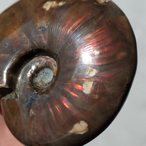 Flashy Red Ammonite with rainbow colors